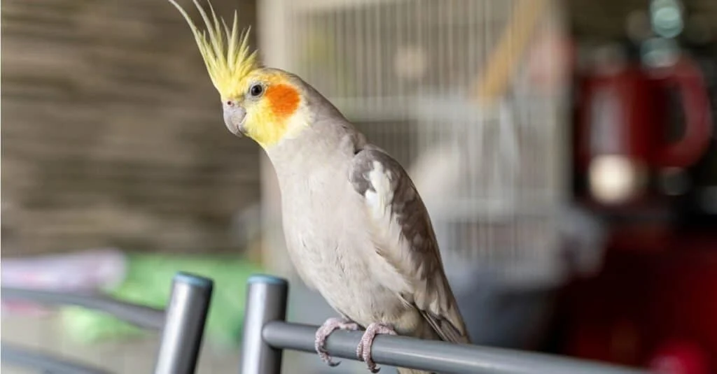 Cockatiels In Your Home As Pets, Everything You Need To Know